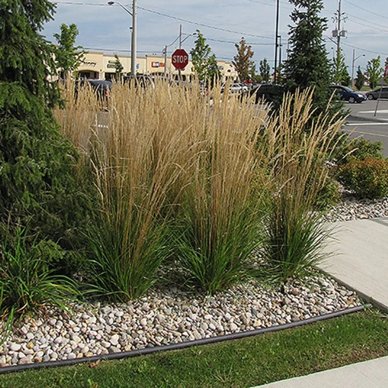 CALAMAGROSTIS KARL FOERSTER