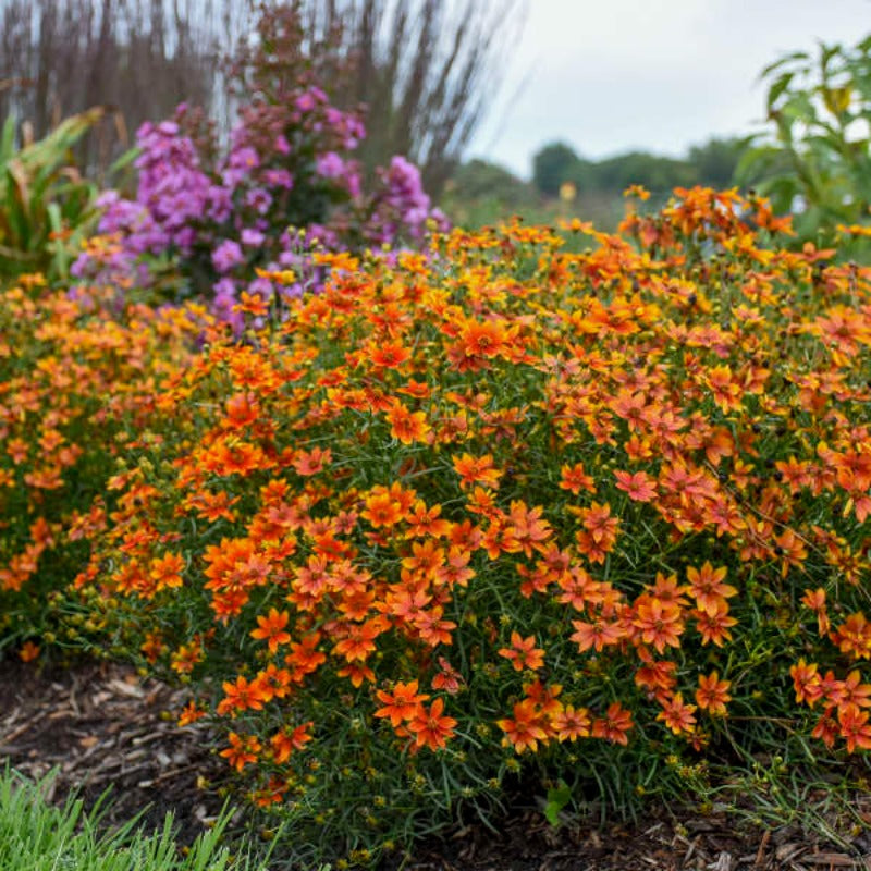 COREOPSIS CRAZY CAYENNE