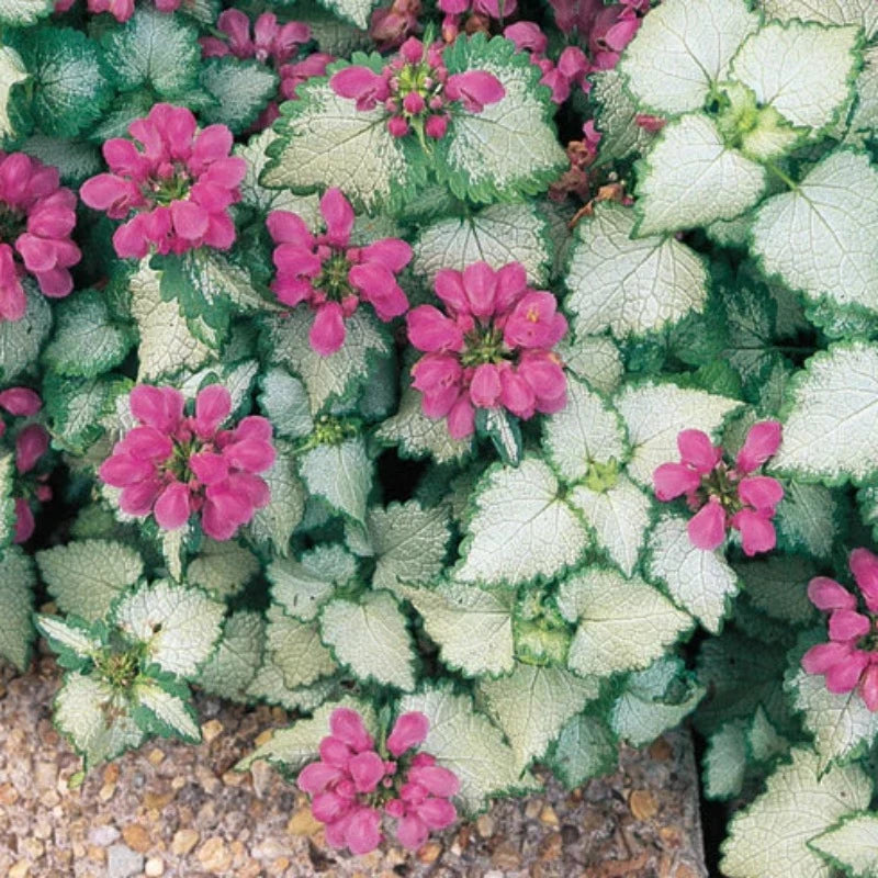 LAMIUM RED NANCY