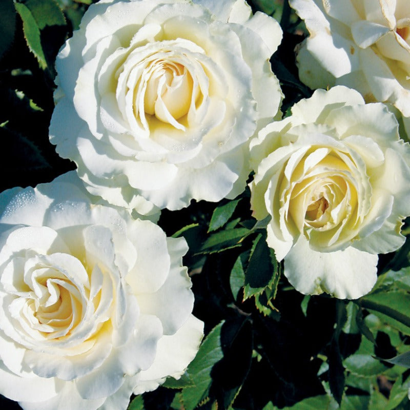 ROSE GRANDIFLORA MT. HOOD