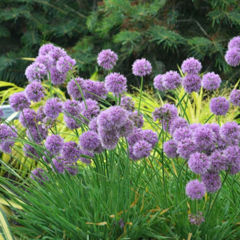 ALLIUM MEDUSA