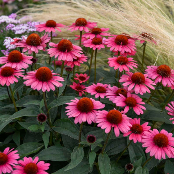 ECHINACEA EYE CATCHER CORAL CRAZE – Knippel Garden Centre