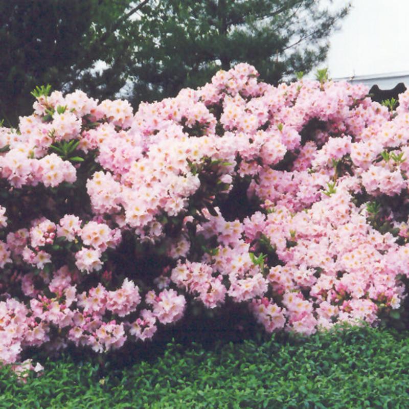 RHODODENDRON ENGLISH ROSEUM