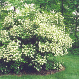 VIBURNUM DENTATUM