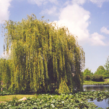 WILLOW GOLDEN WEEPING