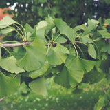 GINKGO