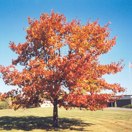 OAK RED