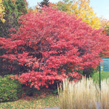 SERVICEBERRY DOWNY