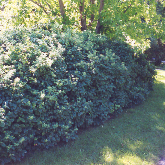 HONEYSUCKLE CLAVEY'S DWARF