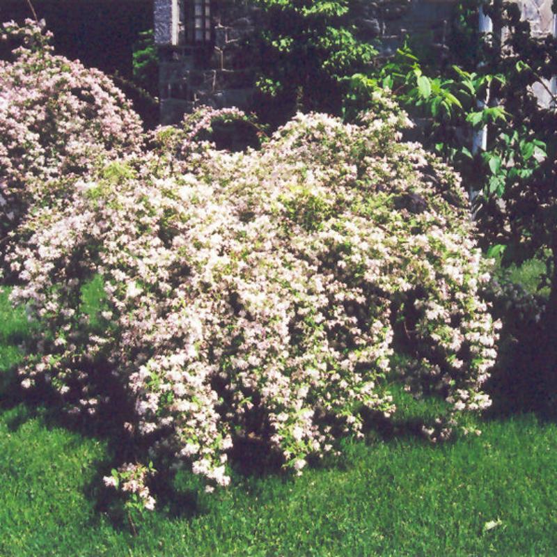 BEAUTY BUSH