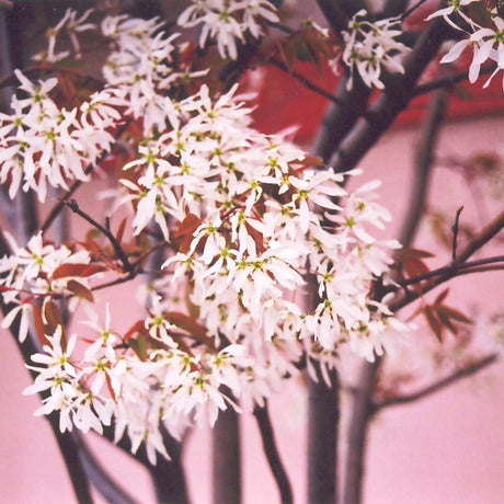 SERVICEBERRY BALLERINA