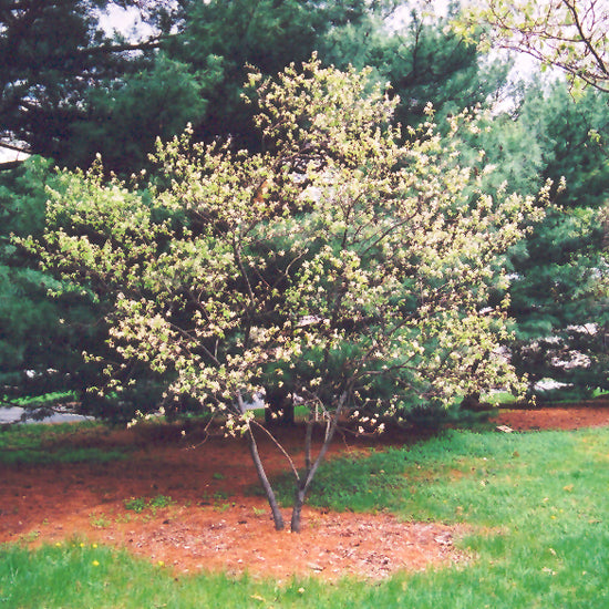 SERVICEBERRY BALLERINA