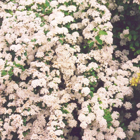 SPIREA VANHOUTTEI