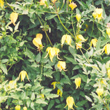 CLEMATIS GOLDEN