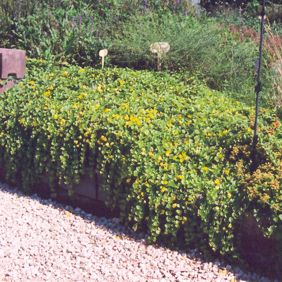 CREEPING JENNY