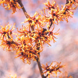 WITCH-HAZEL VERNAL