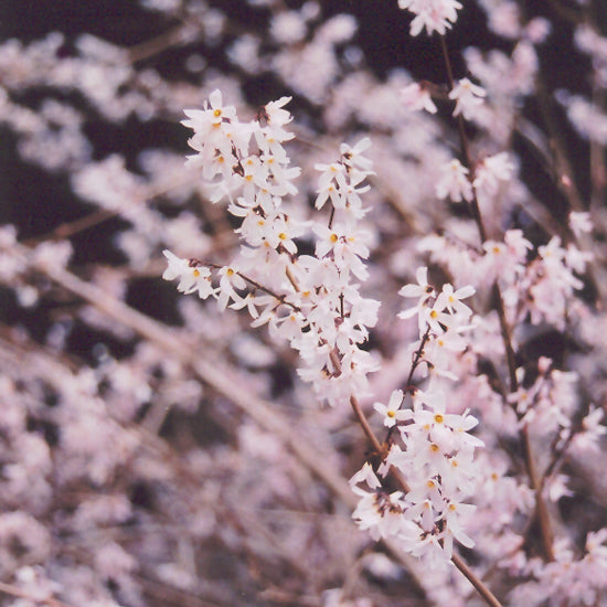 FORSYTHIA WHITE