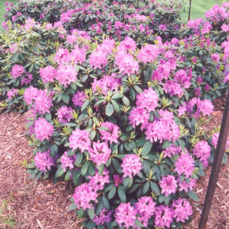 RHODODENDRON ROSEUM ELEGANS