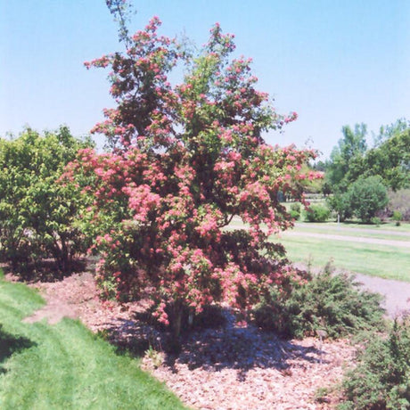 HAWTHORN CRIMSON CLOUD