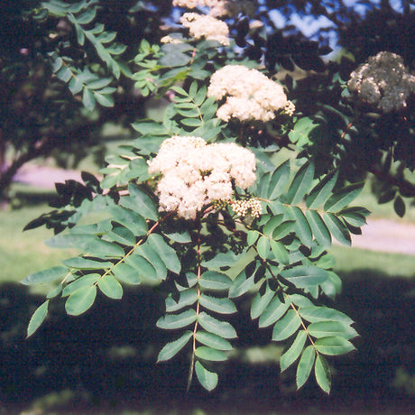 MOUNTAIN ASH SHOWY