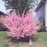 FLOWERING ALMOND STANDARD