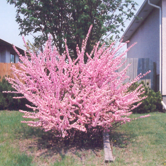 FLOWERING ALMOND