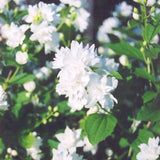 MOCK ORANGE BUCKLEY'S QUILL