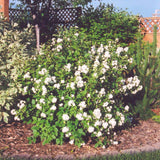 MOCK ORANGE BUCKLEY'S QUILL