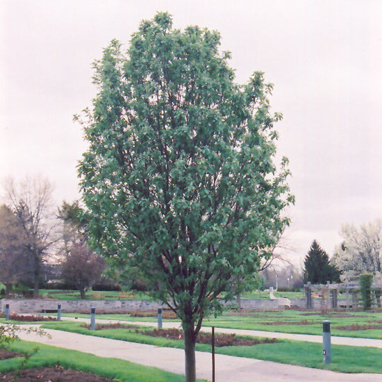 MOUNTAIN ASH OAKLEAF