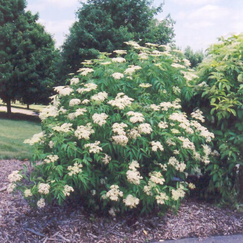 ELDERBERRY AMERICAN