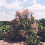 TAMARISK SUMMER GLOW