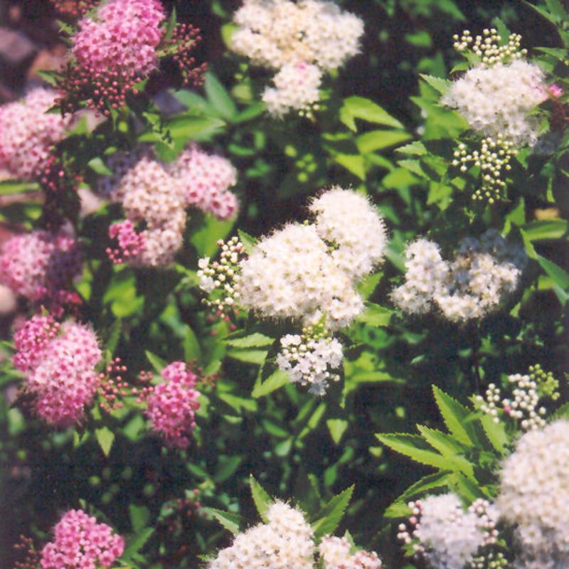 SPIREA SHIROBANA