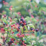 SASKATOON BERRY