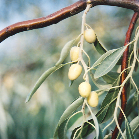 RUSSIAN OLIVE