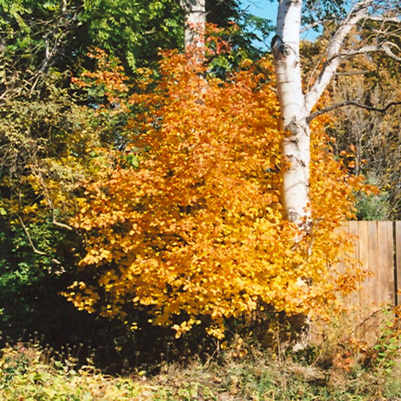 SASKATOON BERRY