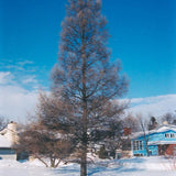 LARCH AMERICAN