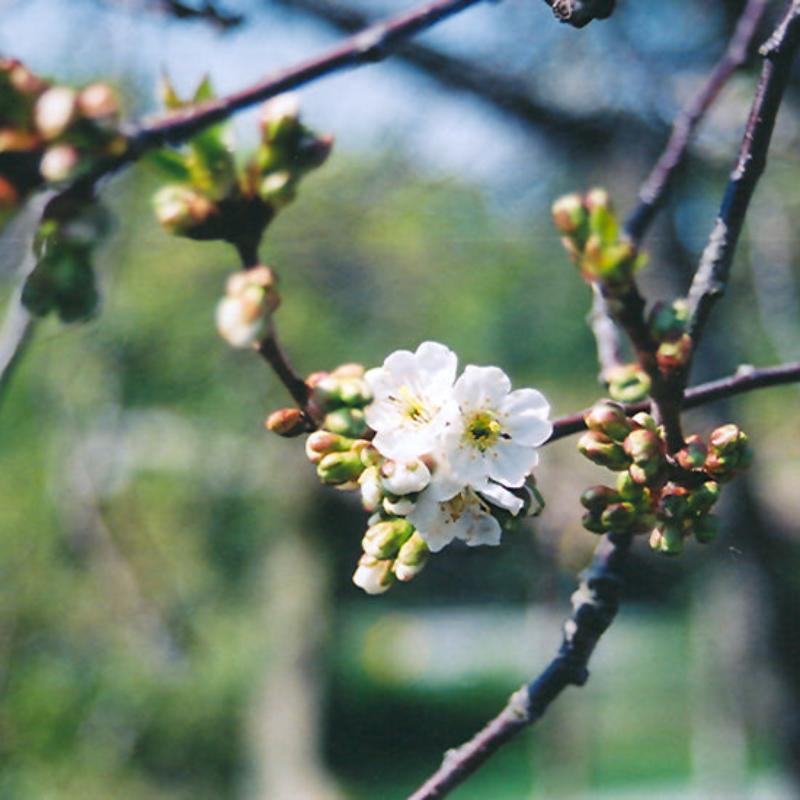 CHERRY MONTMORENCY