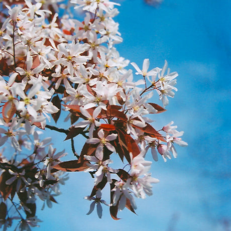 SERVICEBERRY ROBIN HILL