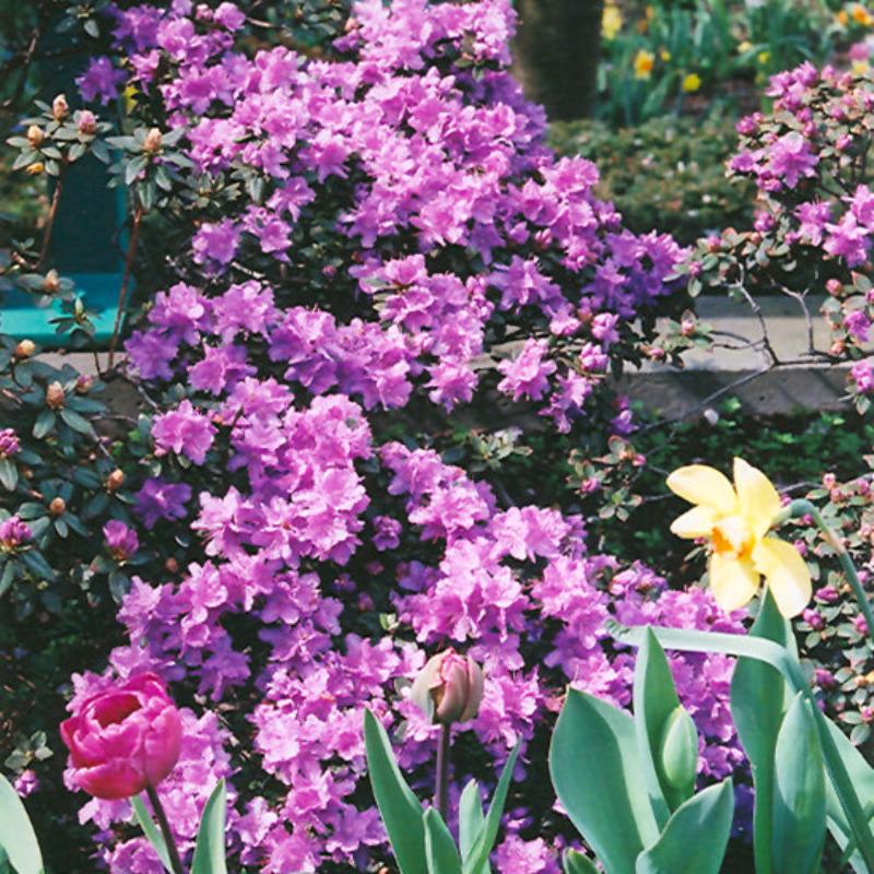 RHODODENDRON RAMAPO