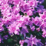 RHODODENDRON RAMAPO