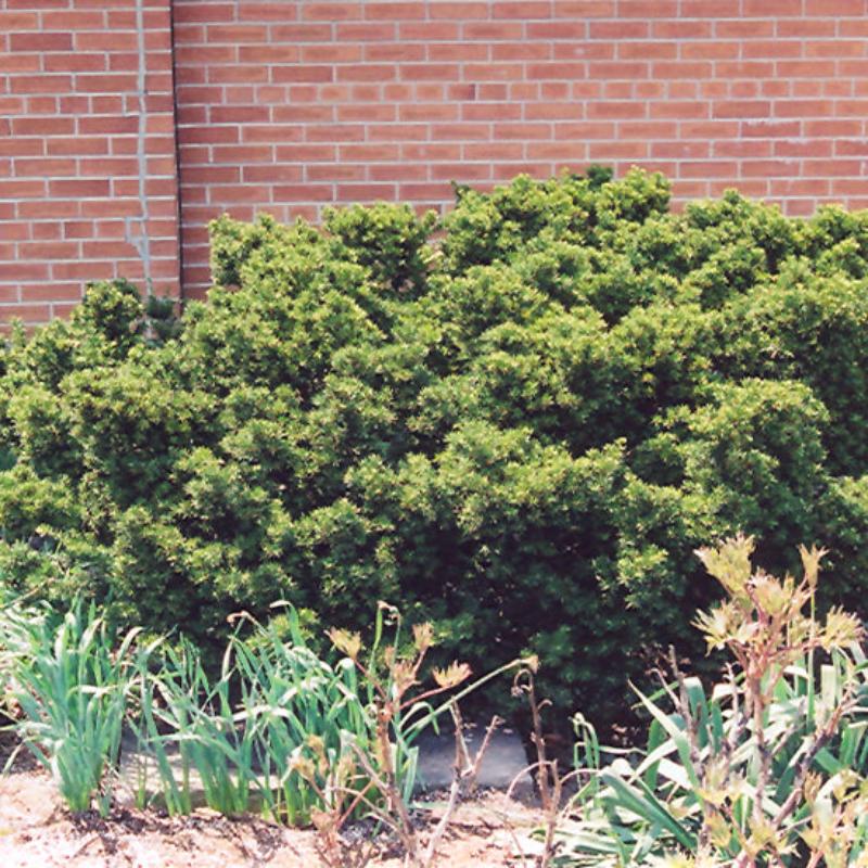 YEW DWARF JAPANESE