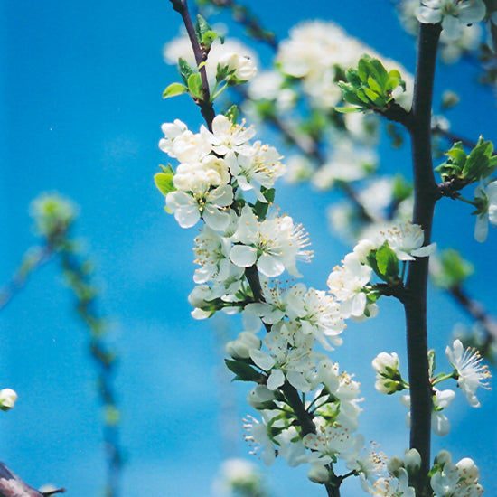 PLUM MOUNT ROYAL EUROPEAN