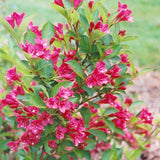 WEIGELA BRISTOL RUBY