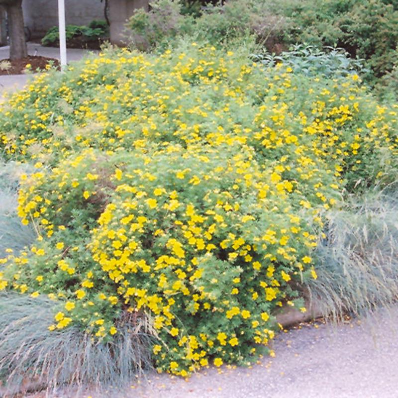 POTENTILLA GOLDFINGER