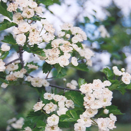 HAWTHORN SNOWBIRD