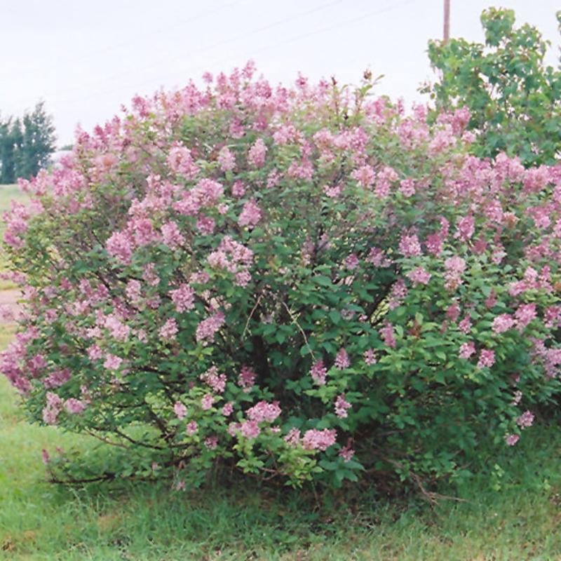 LILAC MISS CANADA