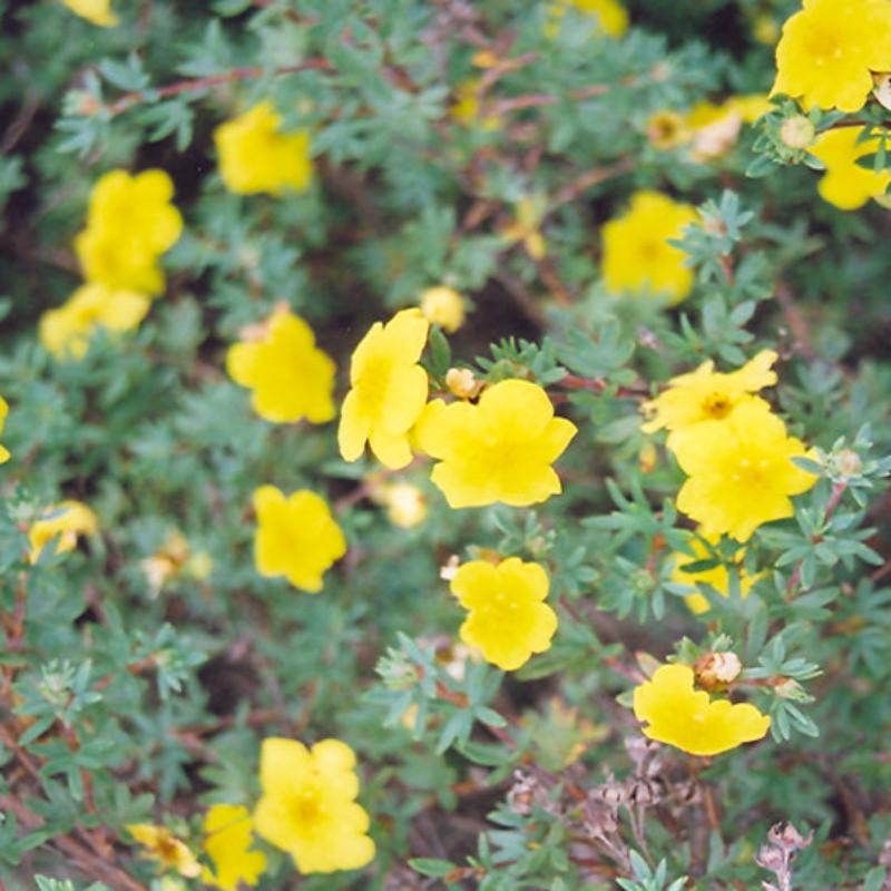 POTENTILLA YELLOW GEM