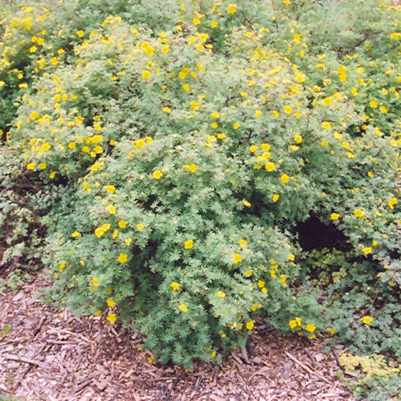 POTENTILLA YELLOW GEM