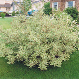 DOGWOOD SILVERLEAF