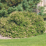 POTENTILLA PINK BEAUTY